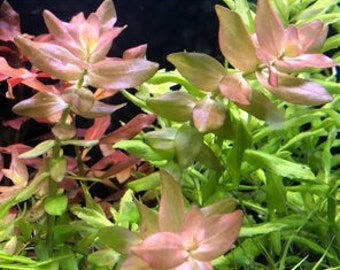 Bacopa colorata