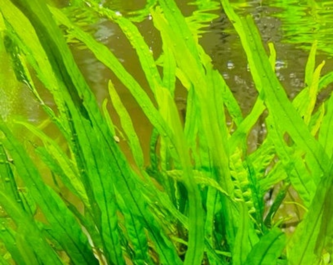 Needle Leaf Java Fern - Etsy