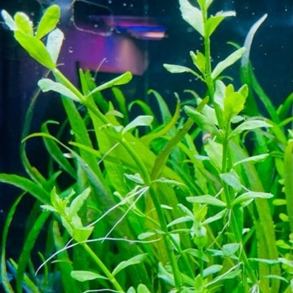 Bacopa monneri