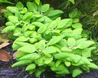 Lobelia cardinalis 'mini'