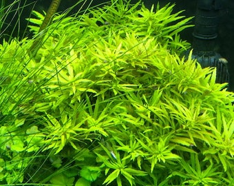 Limnophila aromatica