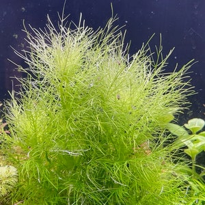 Hygrophila balsamica