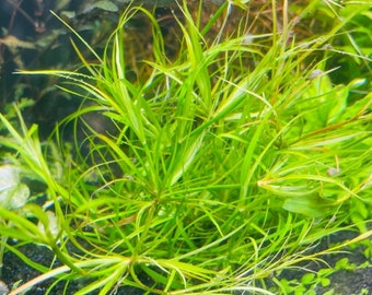 Juncus repens