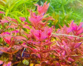 Rotala macrandra