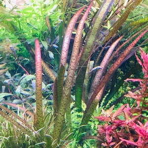 Red Leopard Vallisneria