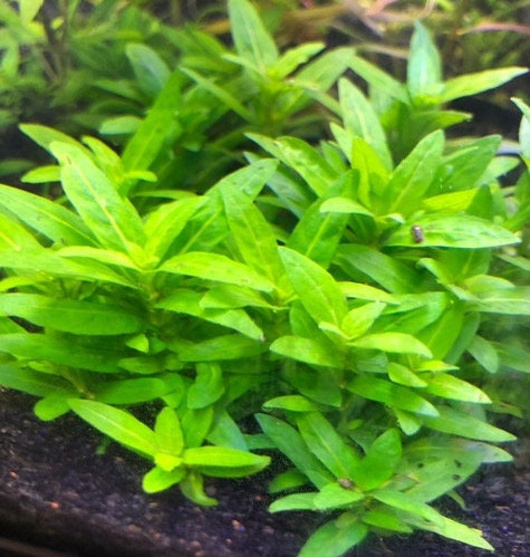 Staurogyne Repens - Etsy