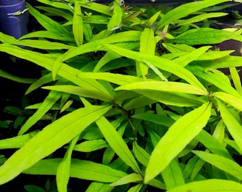 Hygrophila siamensis '53b'