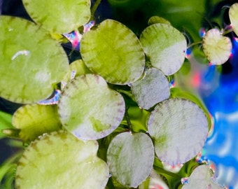 Tiger Striped Frogbit