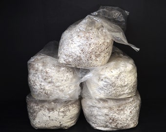 Free Shipping Bulk Pack Mushroom Grain Spawn - 10kg (20lbs)