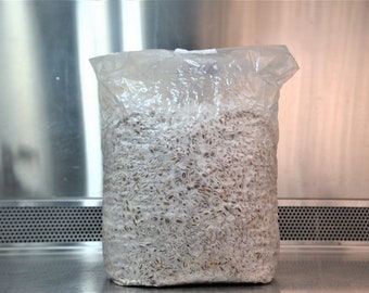 Large Mushroom Grain Spawn 2kg (4.4lbs)