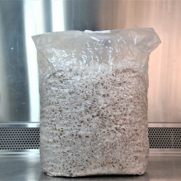 Large Mushroom Grain Spawn 2kg (4.4lbs)