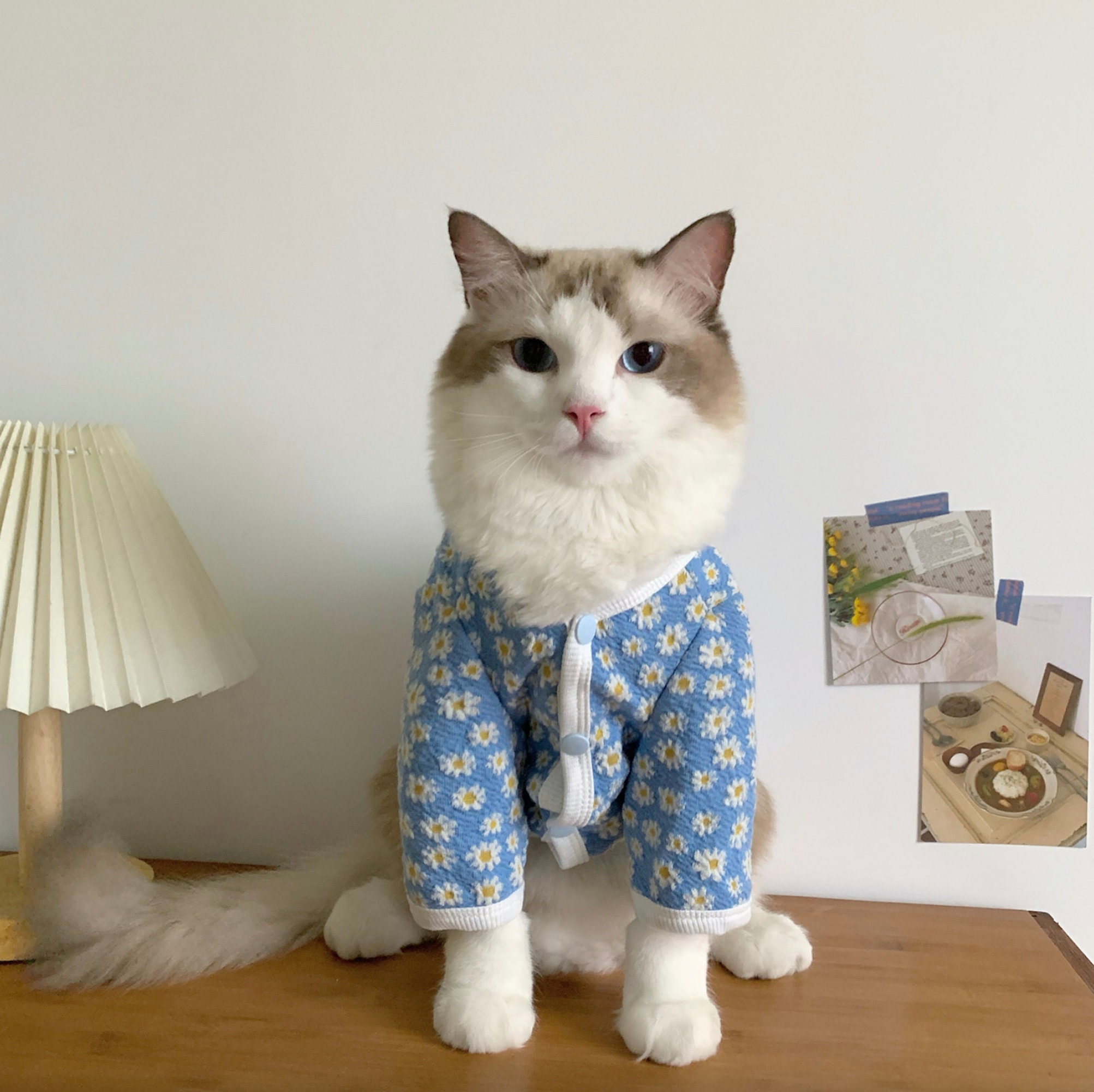 Cat Surgery Clothing Cotton Sanitary Clothes Pets Female Cats Clothes -  China Pet Accessories and Pet Squeak price