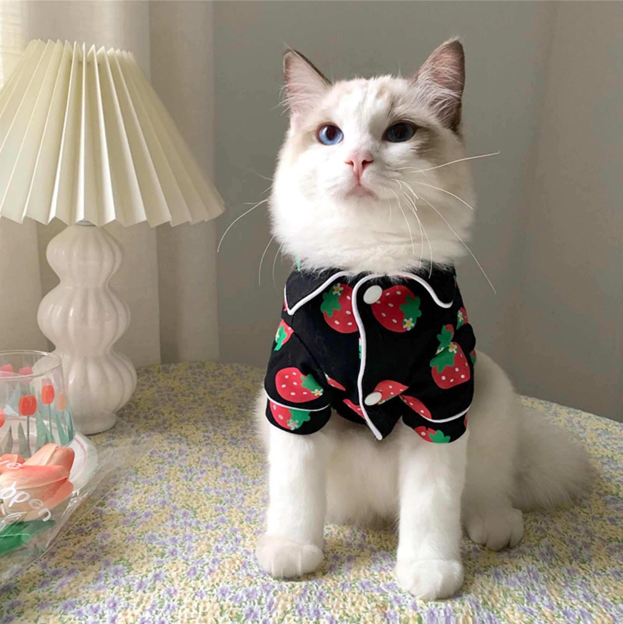 Cute hotsell cat outfits