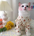 Heart print Cat Clothes | Pet Clothes | Dog Clothes | Winter Jackets Suit | Warm Fleece Vest Velet Small Cat Motorcycle Waistcoat Clothes product logo