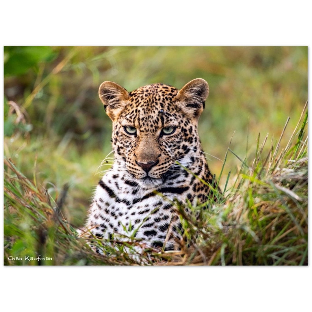 Leopard Poster Leopard Art Leopard Wallpaper Leopard - Etsy