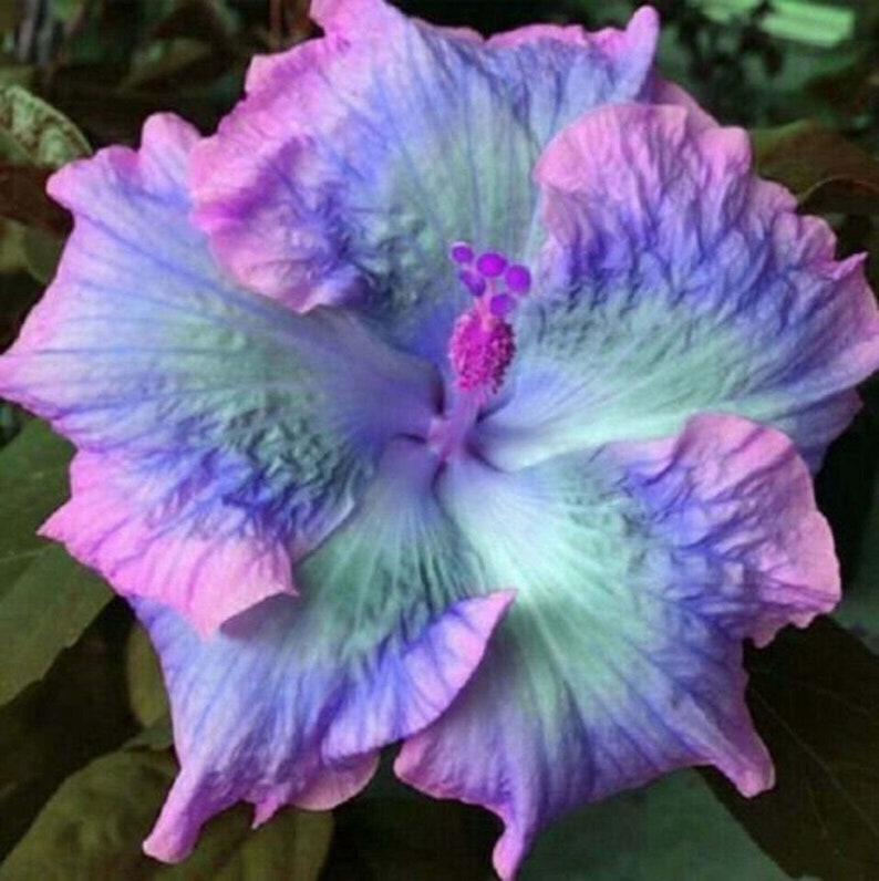 Blue Dream Hibiscus Flower Seeds x20 FREE SHIP Buy 2 Get 1 Free Blue Dream