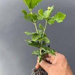 Grand Duke Jasmine Sambac Triple Petal Live Starter Plant image 4