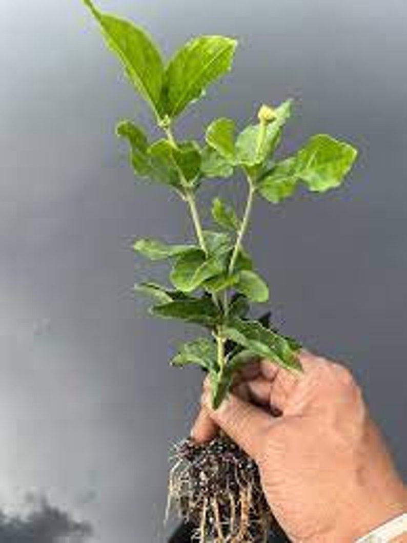 Grand Duke Jasmine Sambac Triple Petal Live Starter Plant image 4
