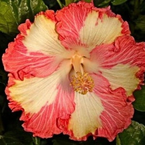 Tahitian Supernova Tropical Hibiscus Seeds x20 FREE SHIP Buy 2 Get 1 Free FireParasol