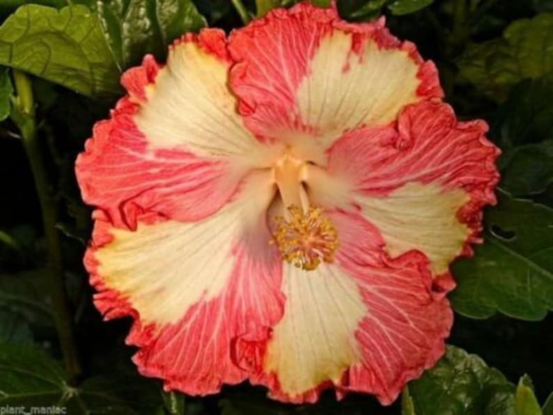 Tahitian Supernova Tropical Hibiscus Seeds x20 FREE SHIP Buy 2 Get 1 Free FireParasol