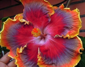 New Dawn Hibiscus Flower Seeds x20 FREE SHIP Buy 2 Get 1 Free