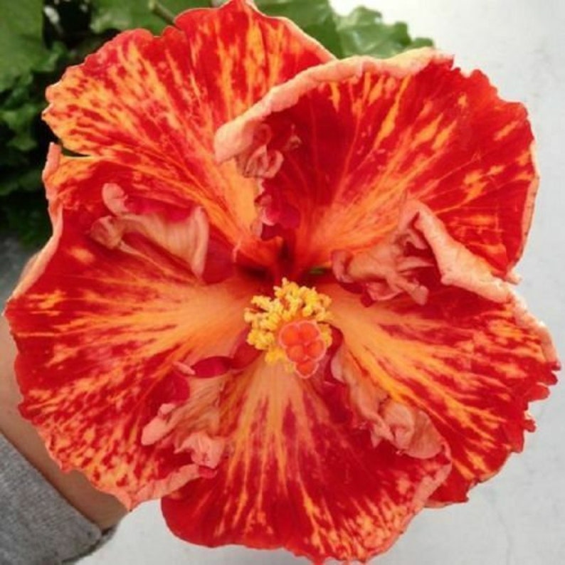 Tahitian Supernova Tropical Hibiscus Seeds x20 FREE SHIP Buy 2 Get 1 Free Starfire