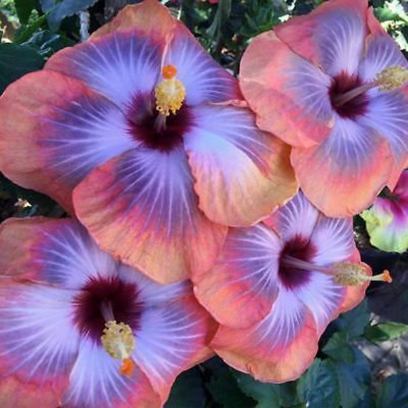Blue Dream Hibiscus Flower Seeds x20 FREE SHIP Buy 2 Get 1 Free Salmon Run