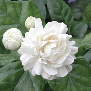 Grand Duke Jasmine Sambac Triple Petal Live Starter Plant