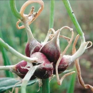 Egyptian Walking Onions x5