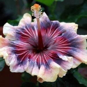 Blue Dream Hibiscus Flower Seeds x20 FREE SHIP Buy 2 Get 1 Free Purple Delight