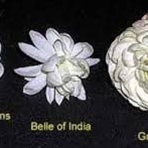 Grand Duke Jasmine Sambac Triple Petal Live Starter Plant image 3