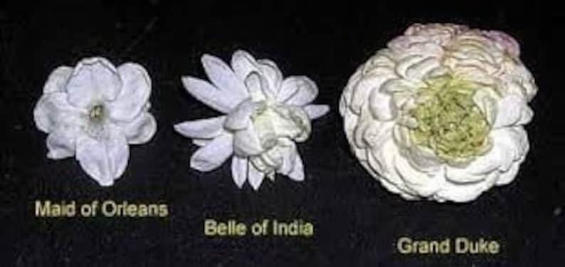 Grand Duke Jasmine Sambac Triple Petal Live Starter Plant image 3