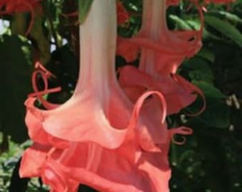 Double Pink Angel Trumpet Flower Tree Bush Seeds x10 FREE SHIP Buy 2 Get 1 Free