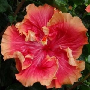 Tahitian Supernova Tropical Hibiscus Seeds x20 FREE SHIP Buy 2 Get 1 Free Double Red Orange