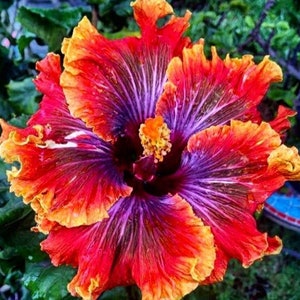 Tahitian Supernova Tropical Hibiscus Seeds x20 FREE SHIP Buy 2 Get 1 Free Supernova