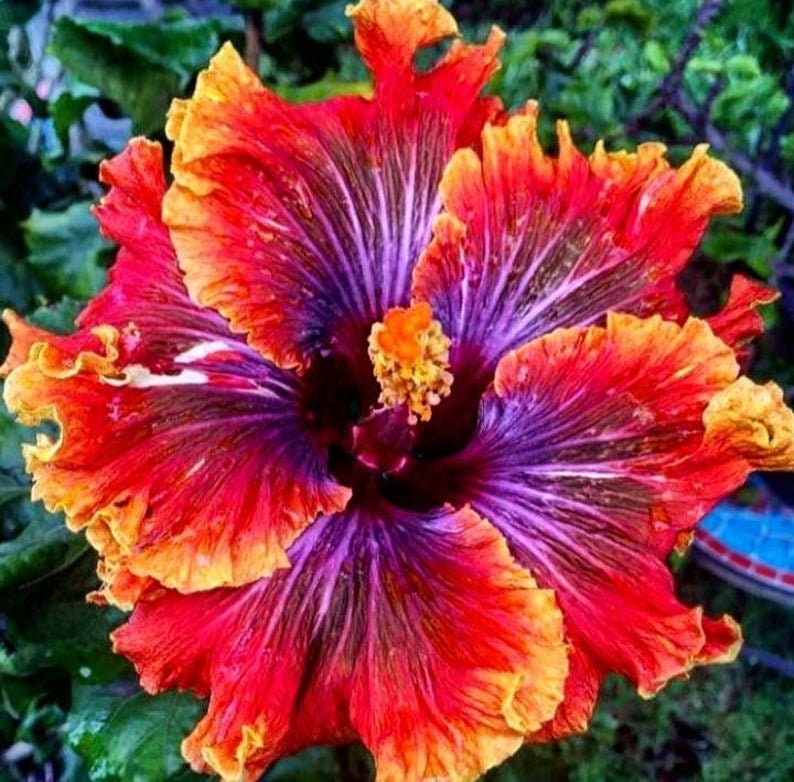 Tahitian Supernova Tropical Hibiscus Seeds x20 FREE SHIP Buy 2 Get 1 Free Supernova