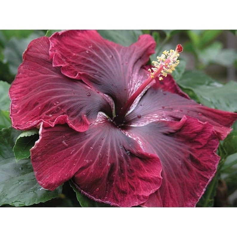 Blue Dream Hibiscus Flower Seeds x20 FREE SHIP Buy 2 Get 1 Free Black Dragon