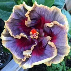 Blue Dream Hibiscus Flower Seeds x20 FREE SHIP Buy 2 Get 1 Free Vintage Purple