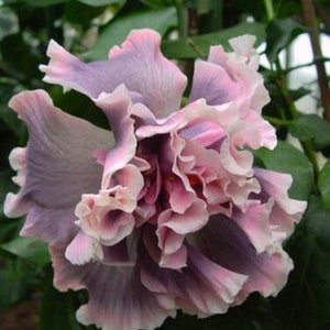 Blue Dream Hibiscus Flower Seeds x20 FREE SHIP Buy 2 Get 1 Free Gray Ruffle