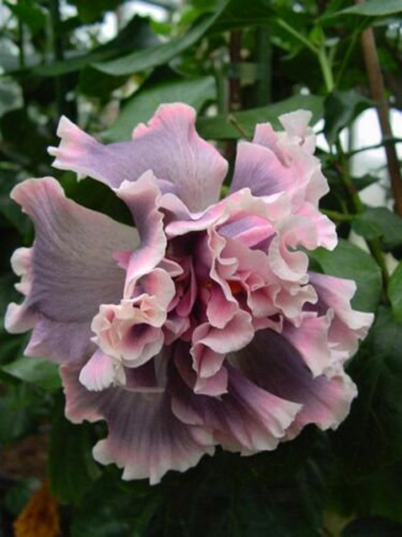Blue Dream Hibiscus Flower Seeds x20 FREE SHIP Buy 2 Get 1 Free Gray Ruffle