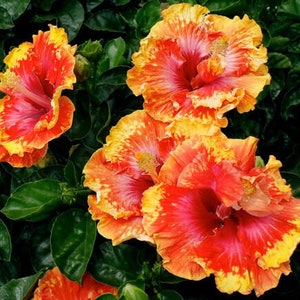 Tahitian Supernova Tropical Hibiscus Seeds x20 FREE SHIP Buy 2 Get 1 Free Magma