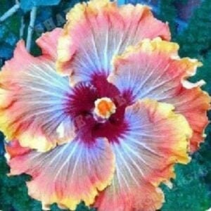 Tahitian Supernova Tropical Hibiscus Seeds x20 FREE SHIP Buy 2 Get 1 Free