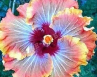 Tahitian Supernova Tropical Hibiscus Seeds x20 FREE SHIP Buy 2 Get 1 Free