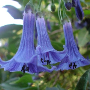 Blue Angel Trumpet Flower Bush Seeds x10 FREE SHIP Buy 2 Get 1 Free