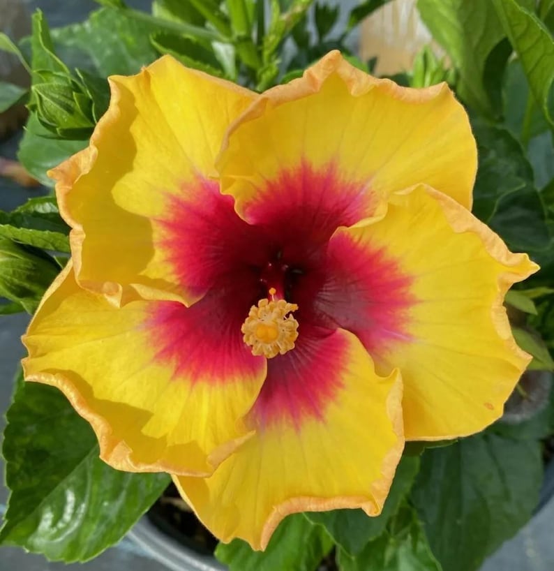 Hawaiian Sunset Tropical Hibiscus Live Starter Plant 25 Etsy