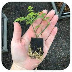 Grand Duke Jasmine Sambac Triple Petal Live Starter Plant image 2