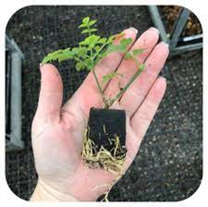 Grand Duke Jasmine Sambac Triple Petal Live Starter Plant image 2