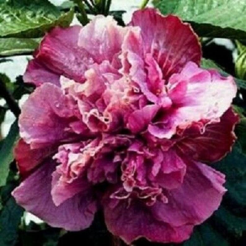 Blue Dream Hibiscus Flower Seeds x20 FREE SHIP Buy 2 Get 1 Free Purple Ruffle