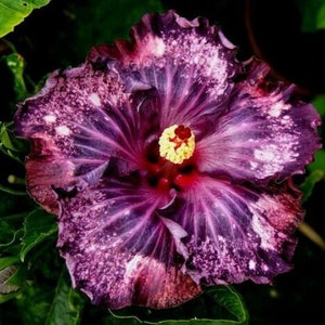 Blue Dream Hibiscus Flower Seeds x20 FREE SHIP Buy 2 Get 1 Free Amethyst Galaxy