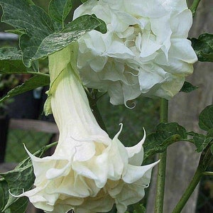 White Double/Triple Bloom Angel Trumpet Starter Plant 6-10&quot;